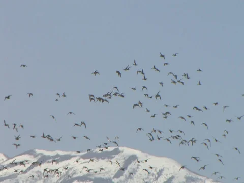 Large Flock of Flying Northern Pintails Against Snow Covered Mountain Stock Footage 125116648