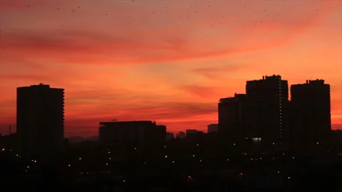 A large flock flying over the city Stock Footage 171371181