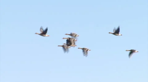 Large flock of flying White-fronted and Red-breasted geese Stock-Footage 44208039