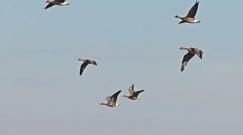 Large flock of flying White-fronted and Red-breasted geese Stock Footage 44208340