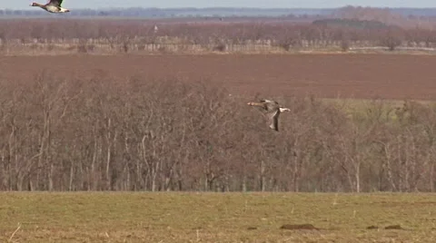 Large flock of flying White-fronted and Red-breasted geese Stockbeeldmateriaal 44208547