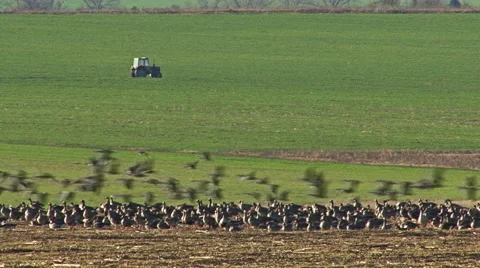 Large flock of flying White-fronted and Red-breasted geese Stock-Footage 44209061