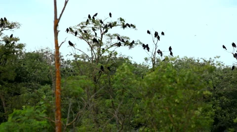 The large flock Video stock 1465486