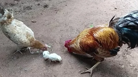 Large flock of free range chickens foraging and grazing in a country pasture Видео 336003929