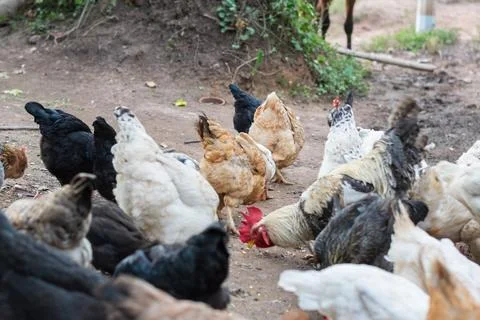 Large flock of free range chickens feeding together on rural farm soil Stock Photos