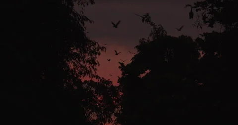 Large Flock of Fruit Bats Flying into the Sunset Stock-Footage 219353057