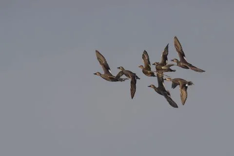 Large flock of Gadwall soaring through a bright blue sky, their wings in perfect Stock Photos