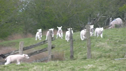 Large flock of galloping lambs in slow motion Stock Footage 108690848