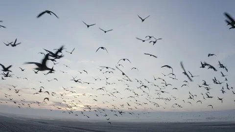 Large flock of geese in flight. Flying birds in spring sky at sunrise. Aerial Stock Footage 125967961