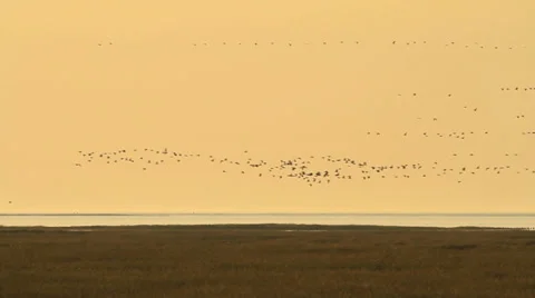 Large flock of Geese Stock Footage 33392610