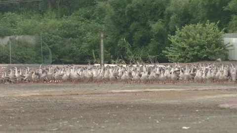 Large Flock of Geese Marching Across Grassland Stockbeeldmateriaal 304111803