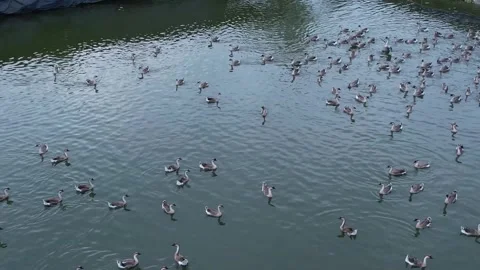 Large Flock of Geese Moving Across Brick Paved Farm Yard Near Water Pond Video stock 342248475