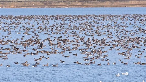 A large flock of geese rests in the middle of the lake after a long flight,.. Stock Footage 273592378