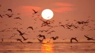 Large Flock Geese Sunrise Nature 4K Wildlife Birds Many Animals Together Sunset Stock Footage