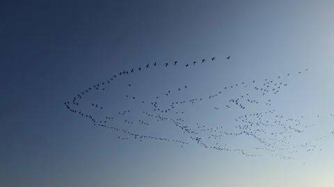 A large flock of Geese as they fly together from right to left in overhead Stock Footage 106975931