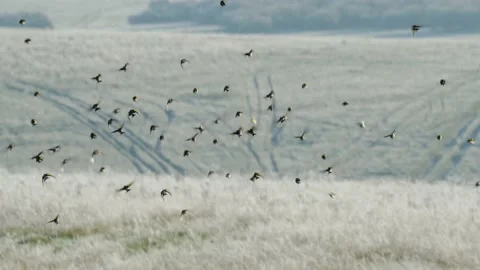 Goldfinch Winter Stock Video Footage | Royalty Free Goldfinch Winter