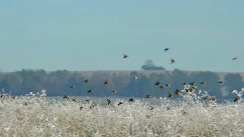 Goldfinch Winter Stock Video Footage | Royalty Free Goldfinch Winter