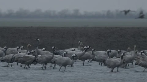Large Flock of Gray Stork Stands in Water of the River Stock Footage 64066287
