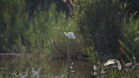 Large flock of great egrets flying and resting in a Mediterranean nature re.. Video stock 324630759