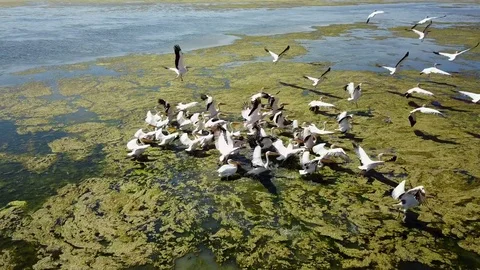 Large flock of great white pelicans on a salt lake in danube delta Video stock 77248342