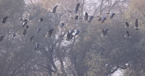 A large flock of Greylag Goose in flight close, 4K slow motion Video stock 166560609