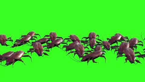 A large flock group of cockroaches run on green  render 3d Video stock 278697027