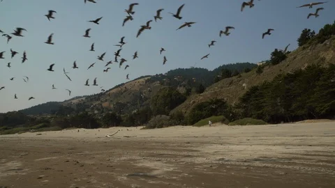 Large flock of gulls circles along the coastline, Stinson Beach, California Stock Footage 97082818