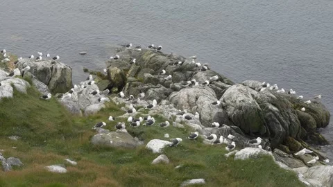 Large Flock of Gulls Resting on Rocky Nuuk Coast in 4K Stock Footage 345516894