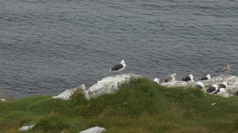 Large Flock of Gulls Resting on Rocky Nuuk Coast in 4K Stock Footage 345516907