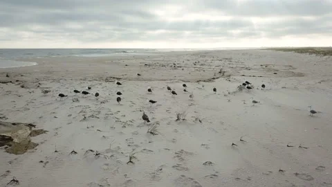 A large flock of gulls on the whiteest beach Stock Footage 98954726