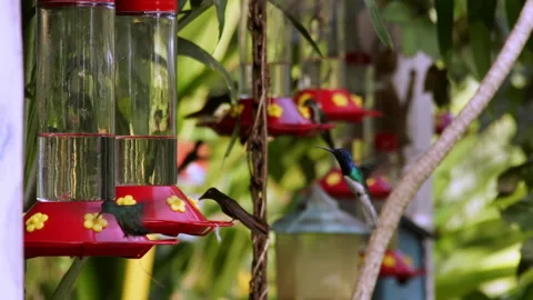 A large flock of hummingbirds feeds on nectar, a sugary syrup, at feeders. Video stock 288484708