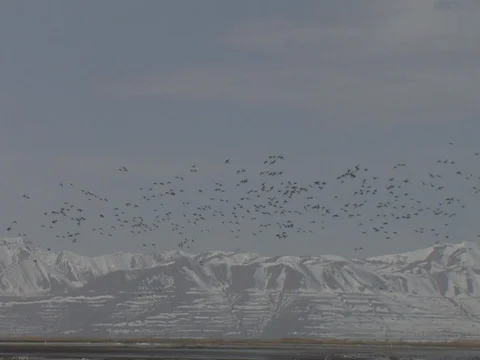 Large Flock of Hundreds of Northern Pintails Flying and Setting Down, w audio Stock Footage 125116439