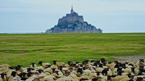 A large flock of lambs graze in the summer on a green meadow against the Stock Footage 303566171