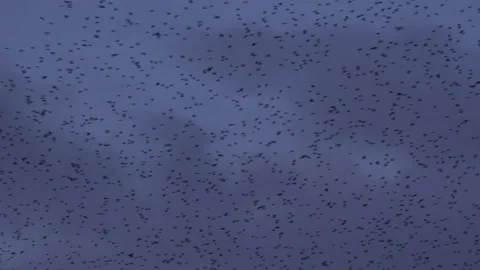 Large flock lock of birds flying overhead in the evening light England UK 4K Stock Footage 147833231