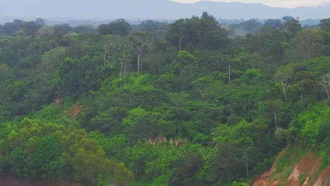 Large Flock of Macaws and Parrots Flying Above Amazon Rainforest in Tambopata, Stock Footage 314327079