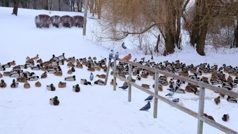 A large flock of mallard ducks and pigeons Vidéo 330742934