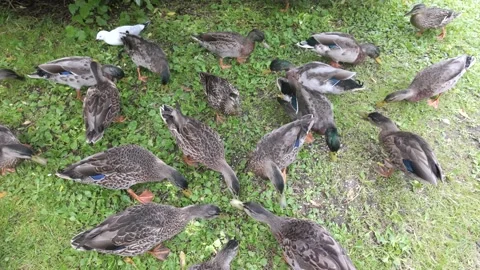 Large flock of mallard ducks feeding on grassland Stock Footage 329889530