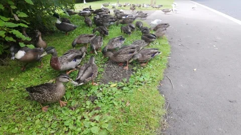 Large flock of mallard ducks feeding on green grass Stock Footage 330133566