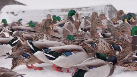 Large flock of mallard ducks feeding in the winter snow Vidéo 334152014