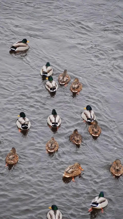 Large Flock of Mallard Ducks Swimming in a Cold Winter River  - Top Down View of Stock Footage 326216545