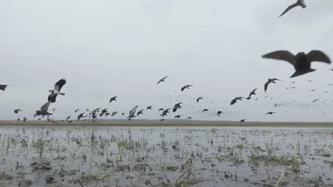 Large flock of migrating birds is flying over swamp in spring. Golden plover Stock Footage 151344370