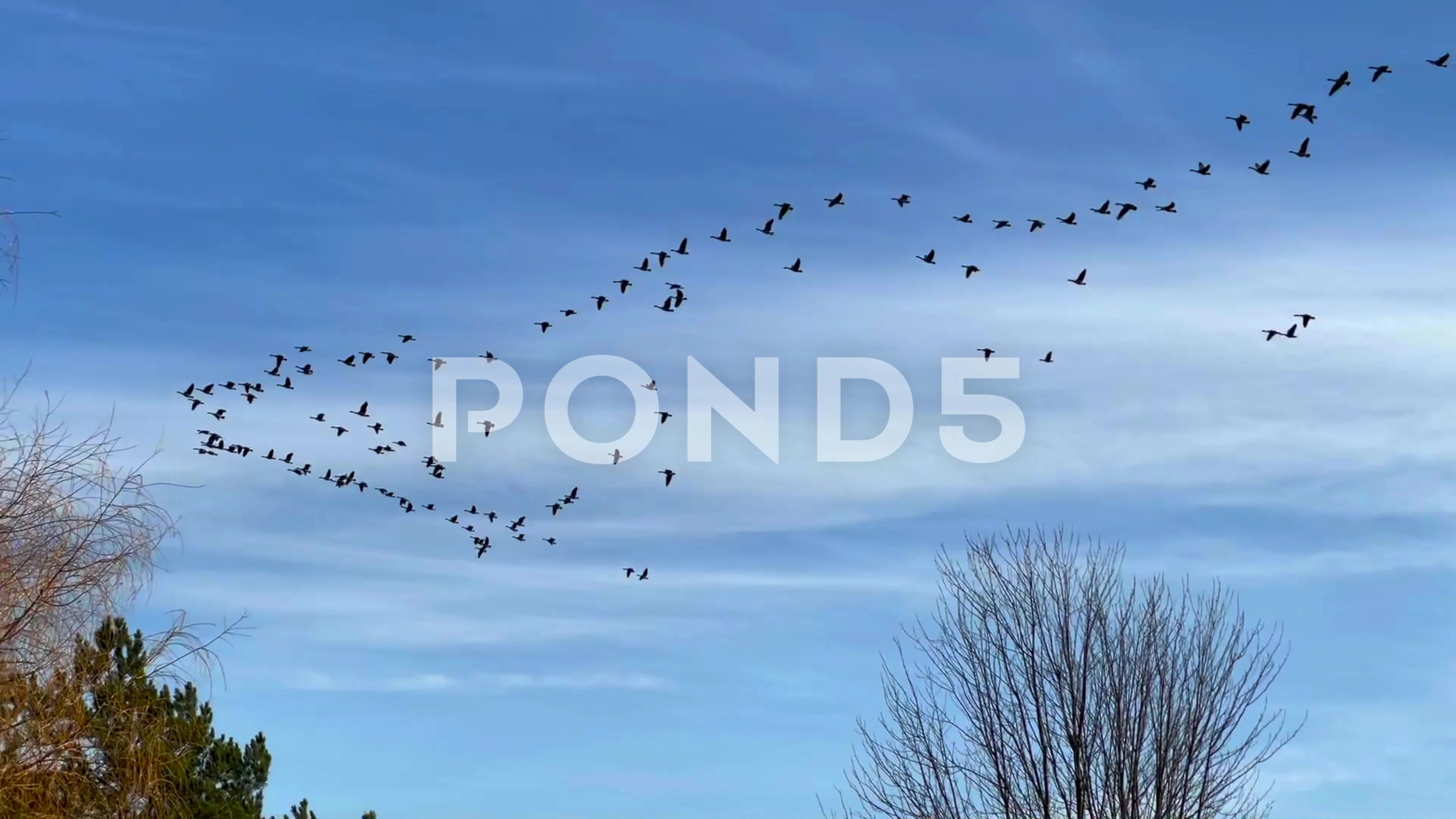 Large flock of migrating Canada Geese Stock Video Pond5