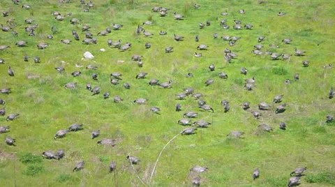 Large Flock of Migrating Geese Stock Footage 22841520