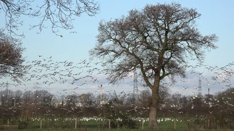 Large flock of migrating gulls taking off from field UK 4K Видео 122296441