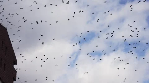 Large flock of migrating pigeon birds fly over city building roof blue sky, s Stock Footage 249282865