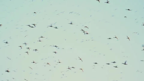 Large flock of migrating wild ducks landing on a pond Stock Footage 263213674