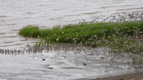 Large Flock of Migratory Shorebirds Taking Flight Over Coastal Mudflat Stock Footage 327686577