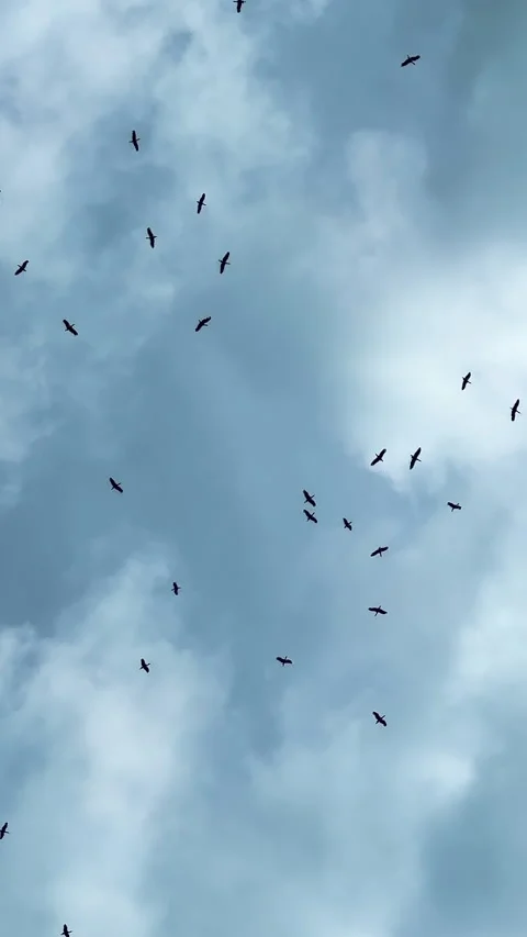 Large flock of migratory storks soaring high in the cloudy sky viewed from below Stock Footage 312251864