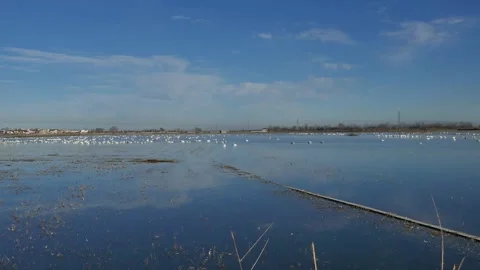 A large flock of migratory swans rests in the shallow waters of a wetland Stock Footage 318683636