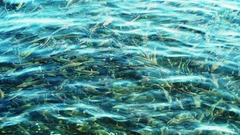 A large flock of mullet in the sea Stock Footage 128068780